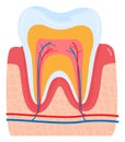 Closeup detailed tooth anatomy cross section, human teeth layers structure, educational dental care concept. Dentistry