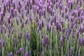 Lavender Bush Closeup Flowers, Beautiful Purple Flowering French Variety Royalty Free Stock Photo