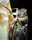 Closeup details of a cicadas insect clinging to an orange cloth on a black background
