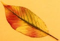 Close up of a pressed autumn leave. Royalty Free Stock Photo