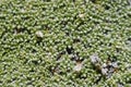 Closeup details of Gypsophila aretioides plant