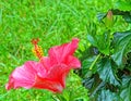 closeup details of one red Hibiscus flower plant with reproductive parts in Summer Royalty Free Stock Photo