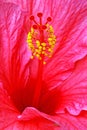 closeup details of one red Hibiscus flower plant with reproductive parts in Summer Royalty Free Stock Photo