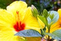 closeup details of one yellow Hibiscus flower and buds Royalty Free Stock Photo