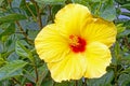 closeup details of one yellow Hibiscus flower Royalty Free Stock Photo