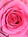 Pink rose extreme sloseup on petals