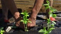 Volunteer work on ecological farm crops.