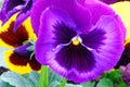 details of purple Pansy flower in Spring