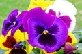 details of purple Pansy flower in Spring