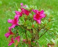 red pink Rhododendron, Azalea, flowers blooming in Spring rain Royalty Free Stock Photo