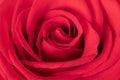 Closeup Details of a Red Rose
