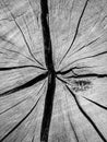 Closeup details stump of felled tree in black and white Royalty Free Stock Photo