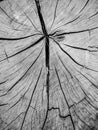 Closeup details stump of felled tree in black and white Royalty Free Stock Photo