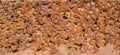 Closeup details texture of Laterite Stone in Buddhist Temple