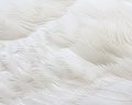 Mute swan feathers Royalty Free Stock Photo