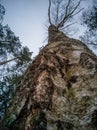 Closeup Details of Tree Trunk in the Woods in Cloudy Winter Day with Snow Covering the Ground, Abstract Background Royalty Free Stock Photo