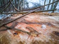 Closeup Details of Tree Trunk in the Woods in Cloudy Winter Day with Snow Covering the Ground, Abstract Background Royalty Free Stock Photo