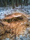 Closeup Details of Tree Trunk in the Woods in Cloudy Winter Day with Snow Covering the Ground, Abstract Background Royalty Free Stock Photo