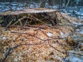 Closeup Details of Tree Trunk in the Woods in Cloudy Winter Day with Snow Covering the Ground, Abstract Background Royalty Free Stock Photo