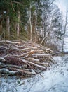 Closeup Details of Tree Trunk in the Woods in Cloudy Winter Day with Snow Covering the Ground, Abstract Background Royalty Free Stock Photo