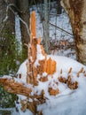 Closeup Details of Tree Trunk in the Woods in Cloudy Winter Day with Snow Covering the Ground, Abstract Background Royalty Free Stock Photo