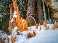 Closeup Details of Tree Trunk in the Woods in Cloudy Winter Day with Snow Covering the Ground, Abstract Background Royalty Free Stock Photo