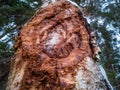 Closeup Details of Tree Trunk in the Woods in Cloudy Winter Day with Snow Covering the Ground, Abstract Background Royalty Free Stock Photo