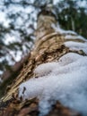 Closeup Details of Tree Trunk in the Woods in Cloudy Winter Day with Snow Covering the Ground, Abstract Background Royalty Free Stock Photo