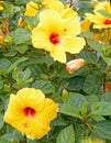 closeup details of two yellow Hibiscus flowers and buds