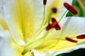 Closeup details of White Lily, Star Gazer flower