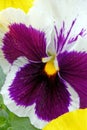 details of white and purple Pansy flower in Spring