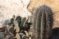 Closeup detalis of southwestern desert cactus with sharp spines against granite rock background