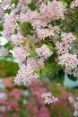 Closeup of a deutzia branch, japanese snowflower bush, with light pink blossoms Royalty Free Stock Photo