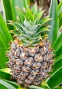 Pineapple Plant Royalty Free Stock Photo