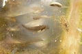 Closeup on a developping larvae in an eggsac of the Northwestern mole salamander, Ambystoma gracile Royalty Free Stock Photo