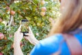 Closeup of device screen zoomed on apples growing on fruit tree. Female farmer taking picture of ripe pink apple on