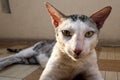 Closeup of a devon rex cat sitting on the floor staring at the camera