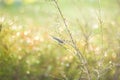 Water drops in the morning bokeh background Cover image worm