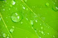 Dew drops on leaves in the morning sunlight and green environment. Water droplets come from the rain on the leaves. The Royalty Free Stock Photo