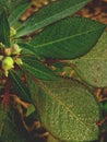 Closeup of dew drops like crystal on leaf of Euphorbia heterophylla