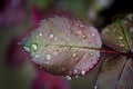 Closeup of dew drops on rose leaf Royalty Free Stock Photo