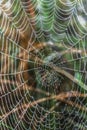 Closeup of dew drops on a spider web after rain Royalty Free Stock Photo