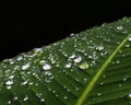 Closeup Dew on green leaf