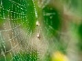 Closeup of dew on spider web Royalty Free Stock Photo