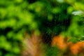 Closeup Dew on Spider Web with Green Nature Background Royalty Free Stock Photo