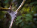 Closeup of dew trapped on a spider web on a wooden stick Royalty Free Stock Photo