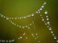 Closeup of a dew, water drops, droplets making a natural pearl necklace on a spider web Royalty Free Stock Photo