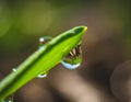 Closeup of a dewdrop hanging on a green leaf, reflecting light and natural textures in soft morning glow Royalty Free Stock Photo