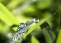 Closeup Dewdrops on Grass