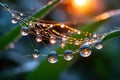 Dewdrops on spiderweb reflecting sunrise golden light Royalty Free Stock Photo